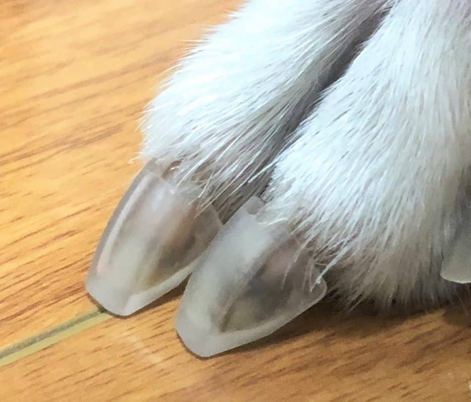dog toe grips on nails
