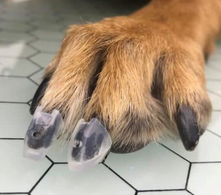 dog toe grips on dogs nails